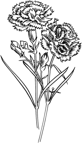 Carnation Flowers Coloring Page